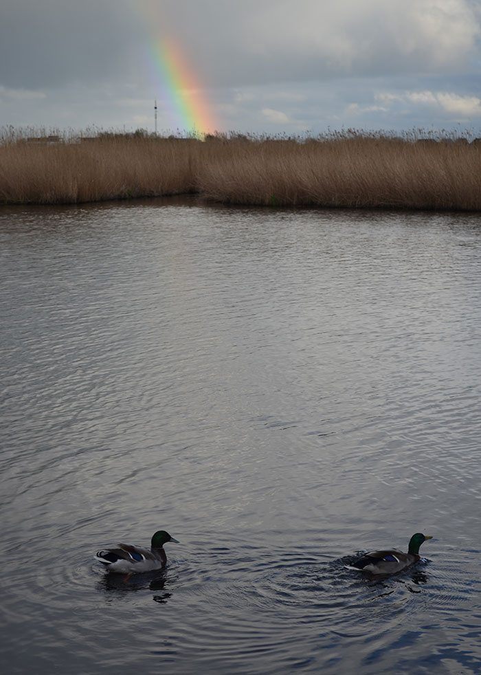 regenboog watervogels