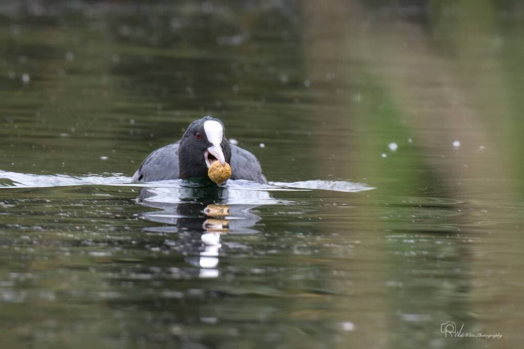 meerkoet boilie - watervogels